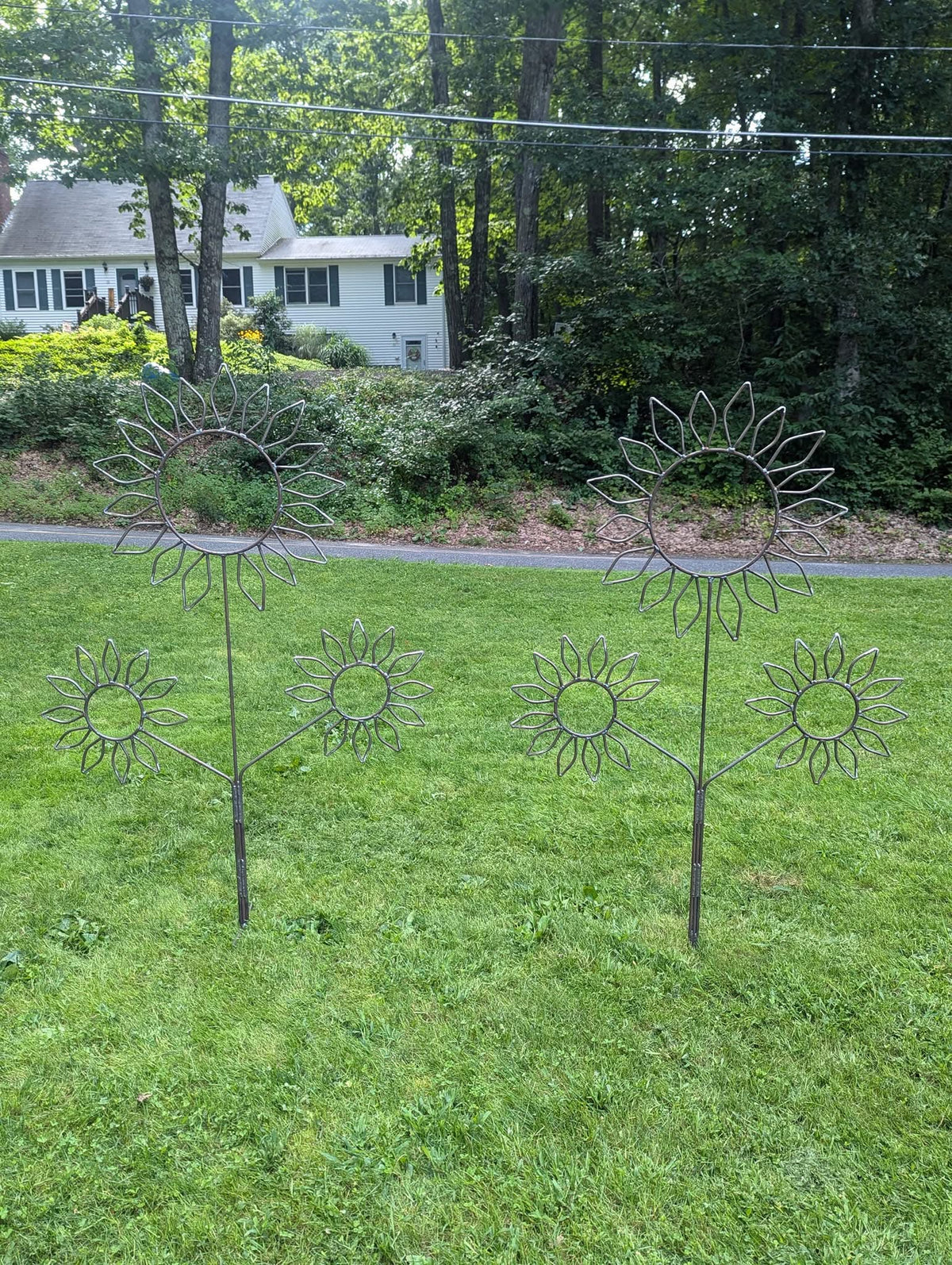 Sunflowers