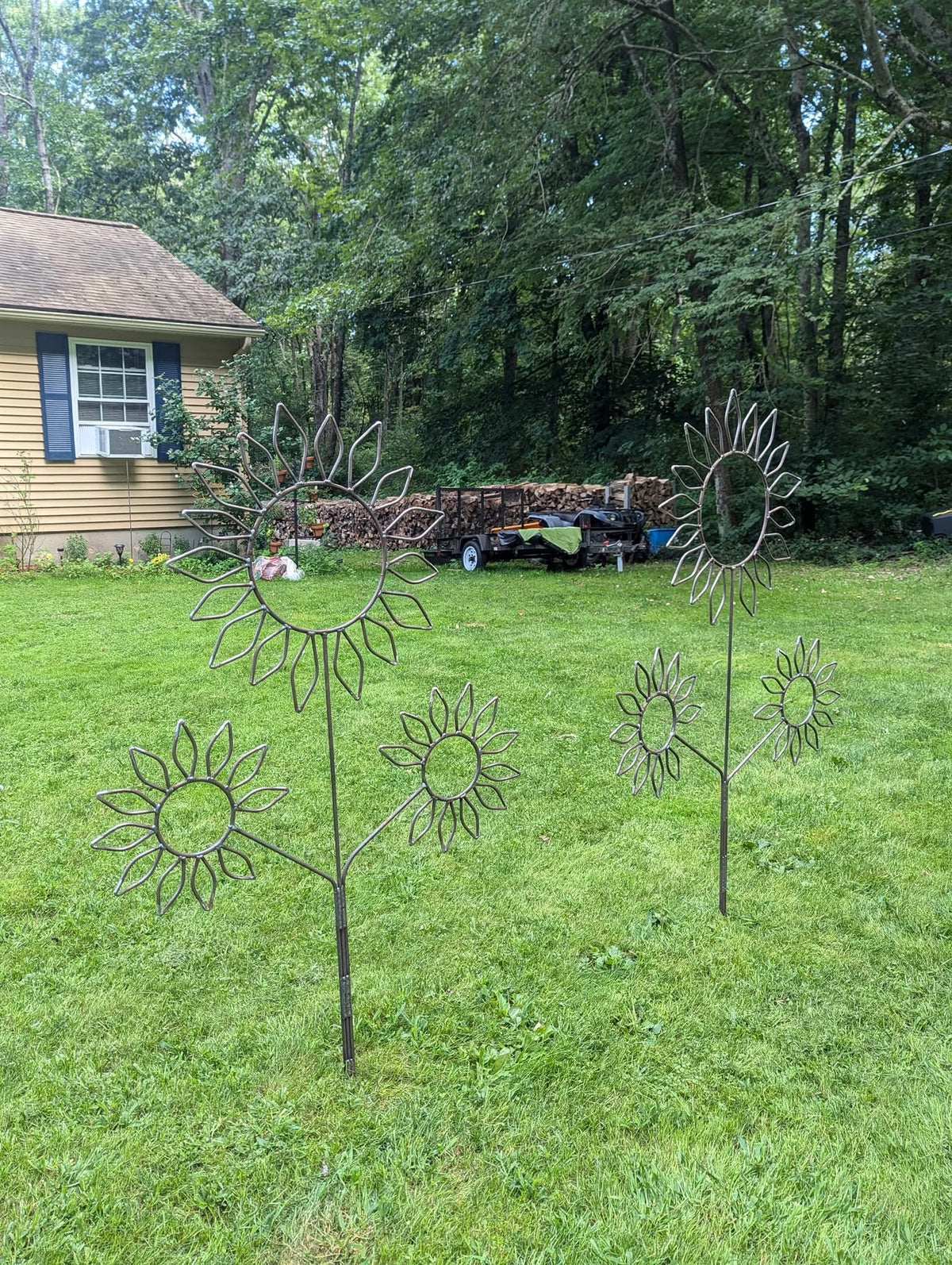 Sunflowers